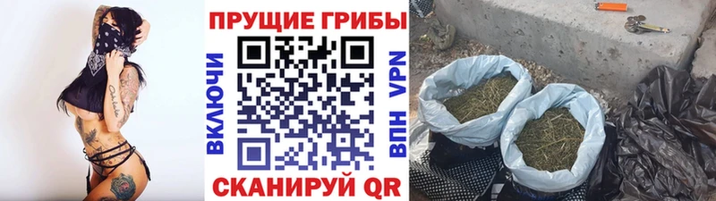 ссылка на мегу сайт  Черемхово  Псилоцибиновые грибы Magic Shrooms 